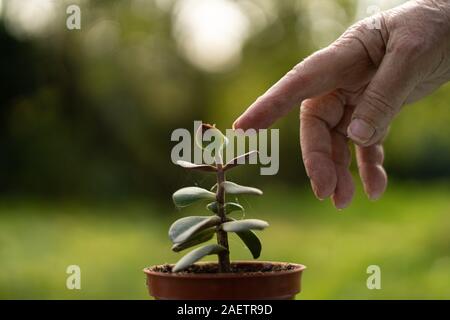 Une part de toucher une jeune petite plante pousse, la nature et les concept de connexion Banque D'Images
