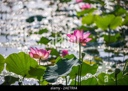 Superbe paysage de fleurs de lotus rose fleur dans l'étang Banque D'Images