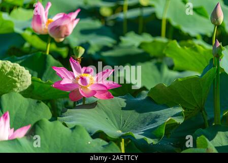 Belle fleur de lotus rose en fleurs plantes dans l'étang Banque D'Images