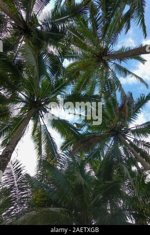 Vue jusqu'à des palmiers et le ciel au-dessus de Bali, Indonésie Banque D'Images