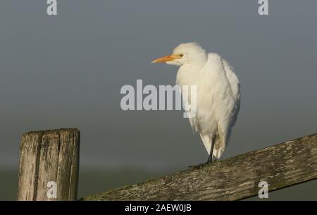 Un héron garde-boeuf, Bubulcus ibis, perché sur un piquet de clôture sur un froid matin brumeux au Royaume-Uni. Banque D'Images