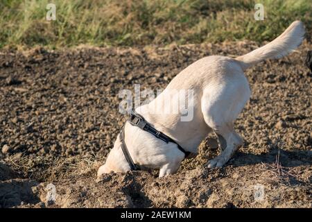 Yellow Labrador retriever chien jouant dans la saleté de creuser Banque D'Images