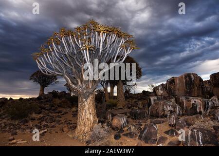 Forêt d'arbres de quiver, dichotoma d'Aloe, soirée, Keetmanshoop, région de Karas, Namibie, Afrique australe, Afrique Banque D'Images