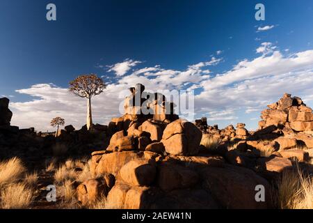 Rocky Ground à 'Gaiant Play Ground', quiver Trees, lueur du soir, Aloe dichotoma, Keetmanshoop, région de Karas, Namibie, Afrique australe, Afrique Banque D'Images