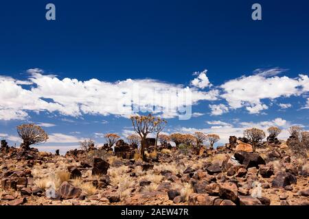 Sol rocailleux, avec arbres carquois, Aloe dichotoma, près de Keetmanshoop, Namibie, Afrique Banque D'Images