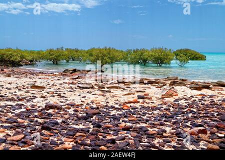 Les palétuviers, Broome, Australie occidentale, Kimberley Ouest Banque D'Images