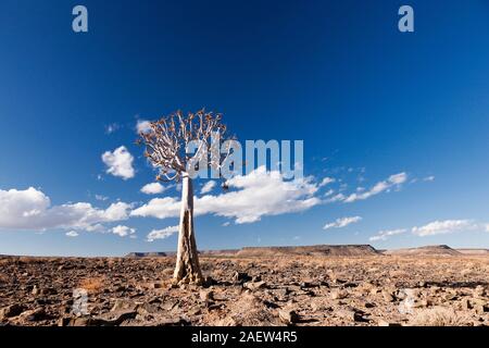 Arbre solitaire de Qiver, dichotoma d'Aloe, kocurboom, désert de gravier, près de Grunau, Région de Karas, Namibie, Afrique australe, Afrique Banque D'Images