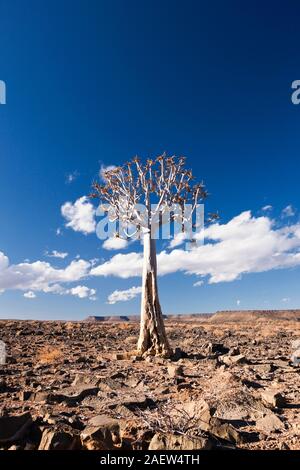 Arbre solitaire de Qiver, dichotoma d'Aloe, kocurboom, désert de gravier, près de Grunau, Région de Karas, Namibie, Afrique australe, Afrique Banque D'Images