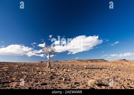 Arbre solitaire de Qiver, dichotoma d'Aloe, kocurboom, désert de gravier, près de Grunau, Région de Karas, Namibie, Afrique australe, Afrique Banque D'Images