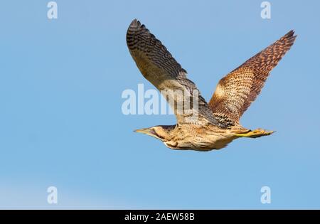 Petit Blongios eurasien en vol avec des ailes entièrement réparties et ciel bleu clair Banque D'Images