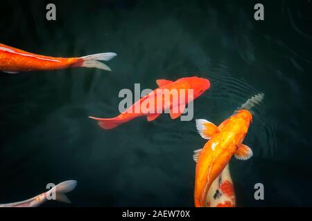 Gros poissons koi nagent dans l'eau d'étang claire. Vue de dessus goldfishes colorés et carpes sont Japonais nager sous l'eau dans le lac. Texture aquatique des Galapagos. Na Banque D'Images