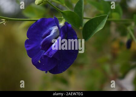 Clitoria ternatea. Une fleur d'ornement exotiques avec la couleur et la forme. Boyolali, Central Java, Indonésie. Banque D'Images