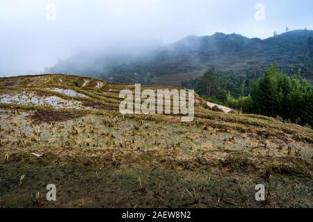 Sapa, Vietnam. Le Parc National de Hoang Lien. La fin de l'hiver, début du printemps. Sur les terrasses de riz de montagne. la récolte à partir de la rizière Banque D'Images