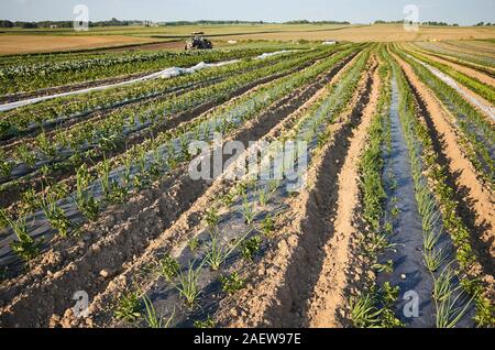 Paysage agricole ferme au coucher du soleil, avec des correctifs sur le terrain couvert de paillis de plastique utilisés pour éliminer les mauvaises herbes et conserver l'eau. Banque D'Images