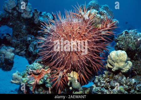 Couronne d'étoile de mer Acanthaster planci rss polypes de corail une pierre, Hurghada, Egypte Banque D'Images