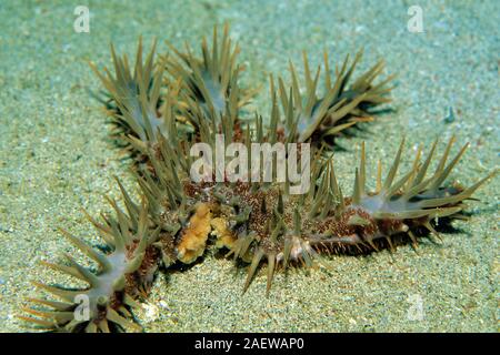 Couronne d'étoile de mer Acanthaster planci) capable de régénérer perdu bras, Sabang Beach, Mindoro, Philippines Banque D'Images