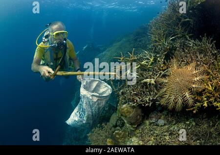 Scuba Diver recueillir et déposer couronne d'épines les étoiles de mer Acanthaster planci qui peut détruire l'ensemble d'un récif de corail, Moalboal, Cebu, Philippines Banque D'Images