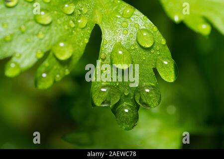 La rosée du matin sur les feuilles de céleri frais et vert Banque D'Images