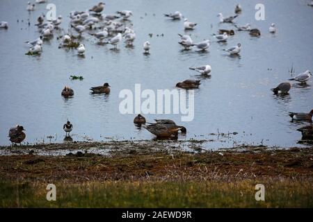 Le Canard pilet Anas acuta nourrir au bord de l'eau, l'Ibsley Blashford Lakes Nature Reserve, Hampshire et l'île de Wight Wildlife Trust, E Banque D'Images