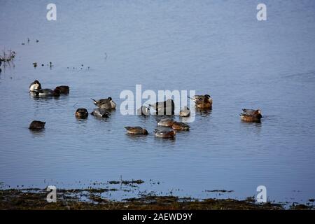 Le Canard pilet Anas acuta group se reposant dans l'eau peu profonde, l'eau, l'Ibsley Blashford Lakes Nature Reserve, Hampshire et l'île de Wight Wildlife Trust R Banque D'Images