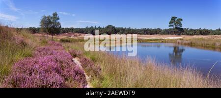 Heather en fleurs le long d'un lac dans les Pays-Bas lors d'une journée ensoleillée en été. Banque D'Images