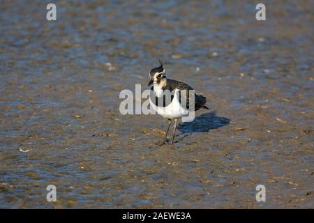 Le nord de sociable Vanellus vanellus comité permanent sur l'utilisation de boue dans une piscine peu profonde, Claj, Réserve Naturelle des Marais de Norfolk Wildlife Trust, Norfolk, en Banque D'Images