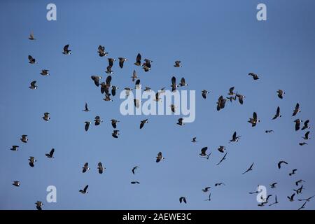 Le nord de sociable Vanellus vanellus troupeau en vol avec Ruff et Golden Plover, Titchwell Marsh, réserve naturelle, réserve de la RSPB, Norfolk, England, UK, S Banque D'Images