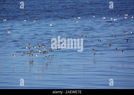 Common ringed Plover Charadrius hiaticula Calidris alpina Dunlin Calidris alba dans andSanderling groupe vol au dessus de la mer, de la réserve RSPB Snettisham, Th Banque D'Images