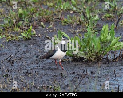 Le nord de sociable Vanellus vanellus sur zone boueuse en prairies humides, Graylake Othery, près de la réserve RSPB, Somerset Levels et les Maures, Angleterre, Royaume-Uni, le 2 avril Banque D'Images