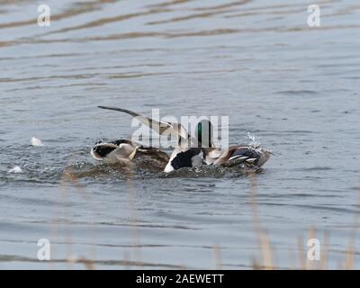 Canard colvert Anas platyrhynchos homme attaquer un autre homme dans l'espoir de s'accoupler avec la femelle, de Tor afficher cacher, jambon Wall RSPB Réserve, partie de la Banque D'Images