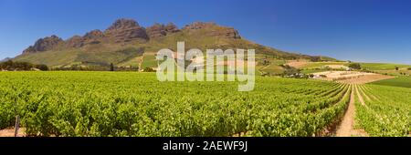 Vignobles et montagnes en arrière-plan, près de Stellenbosch en Afrique du Sud. Banque D'Images