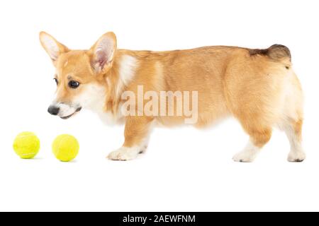 Chiot Welsh Corgi Pembroke et balles de tennis isolé sur fond blanc Banque D'Images