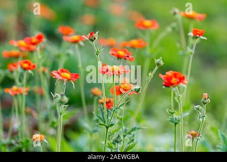 Geum coccineum jardin au printemps. Geum aleppicum fleurs rouge sur fond vert. Close up. Banque D'Images