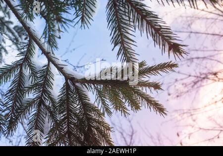 Orange Butterfly avec neige sous blue cloudy sky, naturel d'hiver photo Banque D'Images