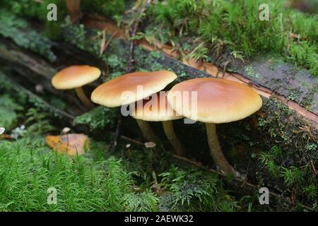 Croton penetrans, connu comme Rustgill commun, les champignons de la Finlande Banque D'Images