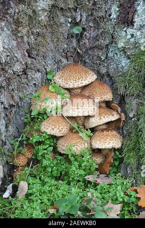 Pholiota squarrosa, communément connu sous le nom de Shaggy shaggy, scalycap Pholiota, ou l'écailleuse Pholiota, champignons de la Finlande Banque D'Images