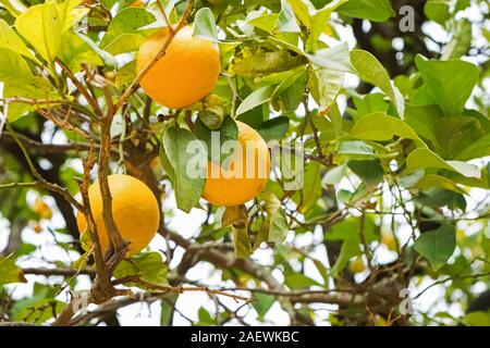 Brunch avec des oranges mûres sur l'arbre Banque D'Images