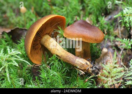 Cortinarius malicorius, connu sous le nom de couleur safran safran webcab cort ou couleur, les champignons de la Finlande Banque D'Images