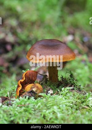 Cortinarius malicorius, connu sous le nom de couleur safran safran webcab cort ou couleur, les champignons de la Finlande Banque D'Images