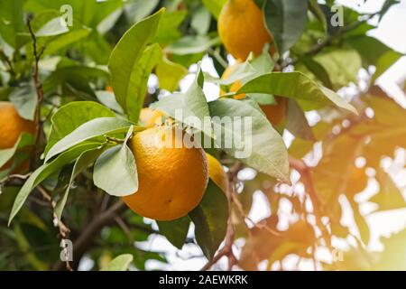 Brunch avec des oranges mûres sur l'arbre Banque D'Images
