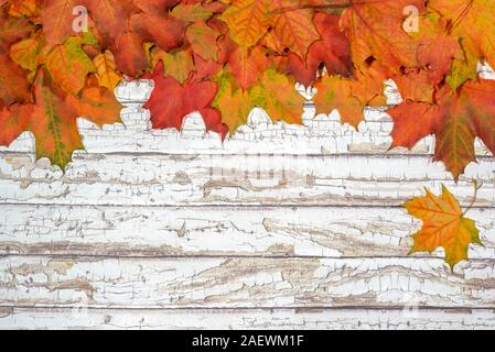 Feuilles d'érable blanc lumineux sur fond de bois Banque D'Images