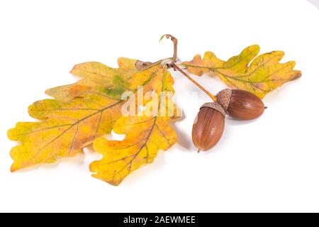 Deux big brown glands sur feuilles de chêne sec isolé sur fond blanc Banque D'Images