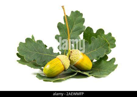 Deux glands sur feuilles de chêne jaune fond blanc gros plan Banque D'Images