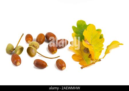 Plusieurs glands et feuilles lumineuses fond blanc gros plan Banque D'Images