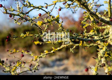 Lichen sur branche d'arbre et de branches Banque D'Images