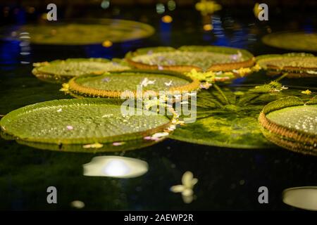 Victoria Amazonica, cette "Reine des nénuphars' a très grandes feuilles et de croissance en milieu tropical Banque D'Images