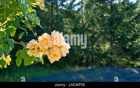 Roses jaunes avec les champs de lavande pourpre dans l'arrière-plan. Montagne sacrée Lavender Farm sur Salt Spring Island, British Columbia, Canada. Banque D'Images