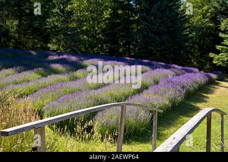 Pont menant à rangées de lavande à la montagne sacrée de plus en plus ferme de lavande à Salt Spring Island, British Columbia, Canada. Banque D'Images