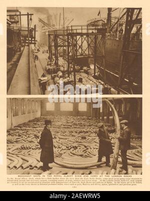 Les navires marchands dans le Royal Albert Dock et de l'ivoire au Docks de Londres 1926 Banque D'Images