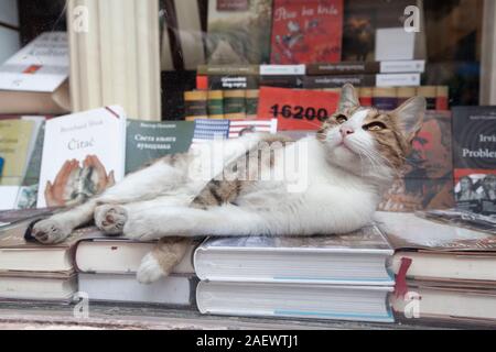 Bibliophile Cat lying on books Banque D'Images